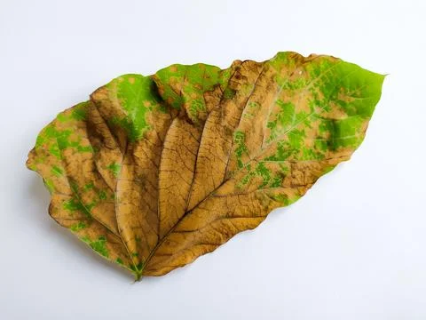 Wilted leaf Foto stock