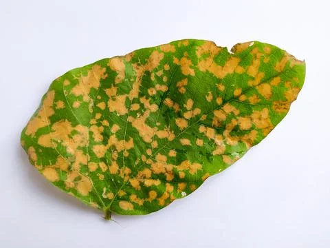 Wilted leaf Foto stock