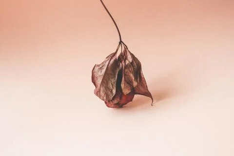 Wilted leaf on a pink background Stock Photos