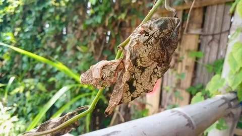 Wilted leaves Stock Footage 230061227