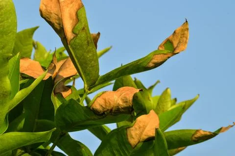 Wilted leaves Stock Photos