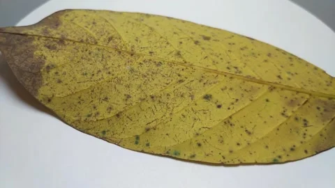 Wilted leaves7 Stock Footage 332232558