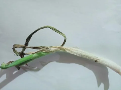 Wilted leeks Stock Photos