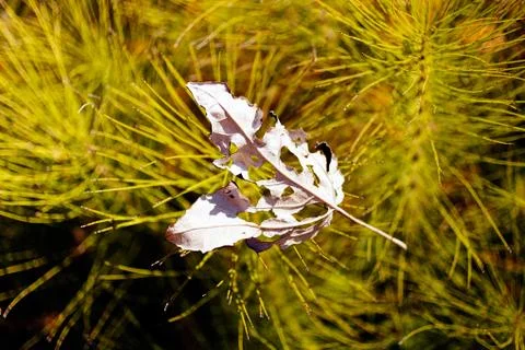 Wilted list Stock Photos