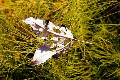 Wilted list Stock Photos