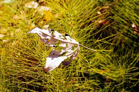 Wilted list Stock Photos