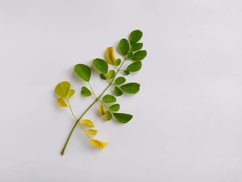 Wilted moringa Stock Photos