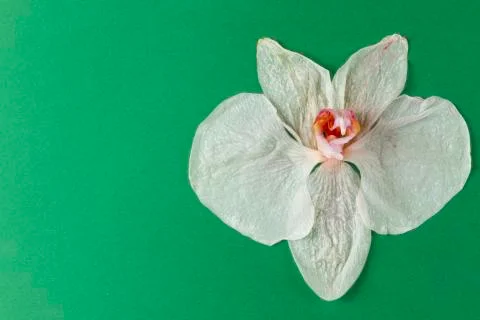 Wilted orchid Stock Photos