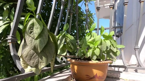 Wilted plan is resurrecting under the sun timelapse Stock Footage 166722856