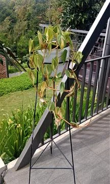 Wilted plant Stock Photos