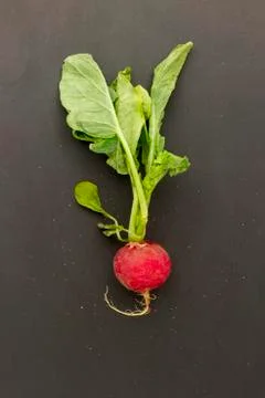 Wilted radish Stock Photos