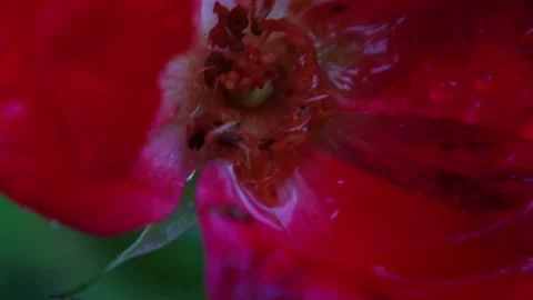 A wilted red rose in the rain close up Stock Footage 143030394