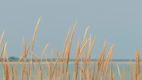 Wilted reeds on foreground, close-up Stock Footage 112608048