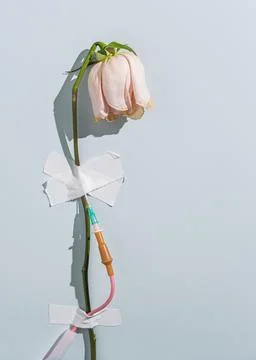 Wilted rose connected to IV drip on light blue background, creative concept Foto stock