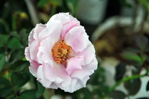 Wilted rose Stock Photos