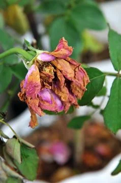 Wilted rose Stockfoto's