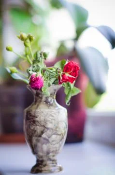 Wilted rose Stock Photos