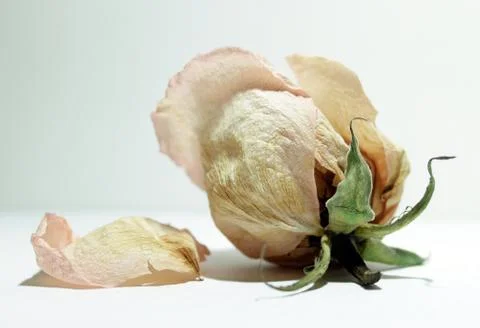 Wilted rosebud Stock Photos