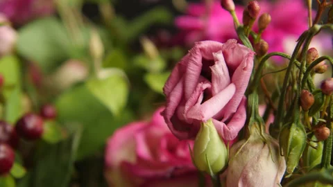 Wilted roses. Close up. Stock Footage 260121314