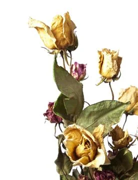 Wilted roses Stock Photos