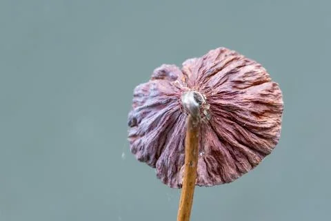 Wilted Shower Tree Seed Pod Closeup Stock Photos