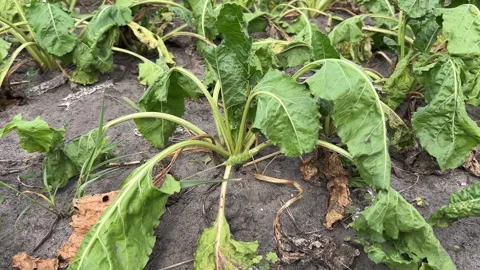 Wilted Sugar Beet Plants on Dry Soil During Drought Stock Footage 341668297