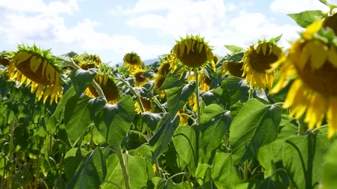 Wilted sunflower Stock Footage 305293014