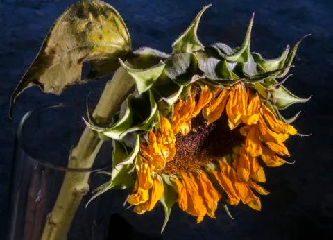 Wilted sunflower Stock Photos