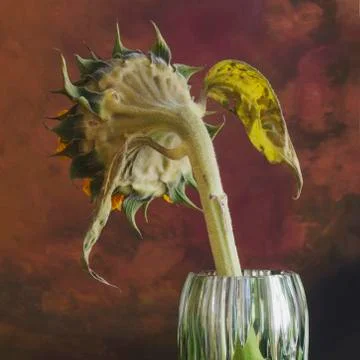 Wilted sunflower Stock Photos