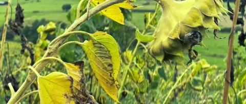 A wilted sunflower sways in the wind in slow motion. Vintage colors in anamor Stock Footage 163291275