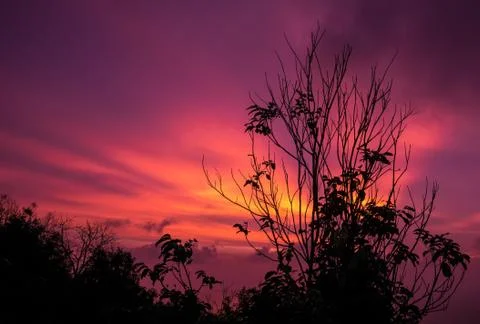 Wilted tree with sunset glow background Stock Photos