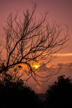 Wilted tree with sunset glow background Stock Photos