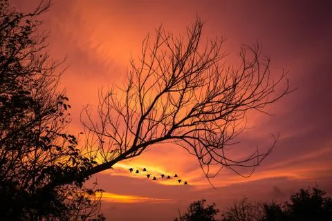 Wilted tree with sunset glow background Stock Photos
