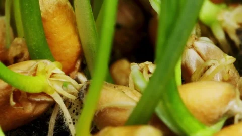 Wilted wheat sprouts come back to life and become fresh filmed in time lapse Stock Footage 345452907