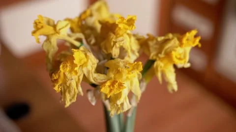 Wilted Yellow Daffodil Flowers Decaying in Vase in Soft Indoor Light Stock Footage 339065729