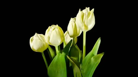 Wilting flowers (timelapse) Stock Footage