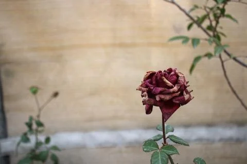 Wilting rose 写真素材