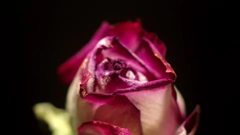 Wilting Rose Time-lapse Stock Footage 273838180