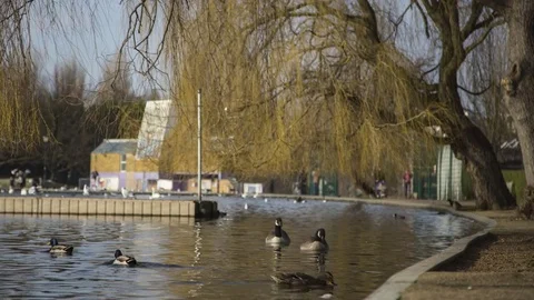 Wimbledon Park with Swans, Geese and Ducks. Stock Footage