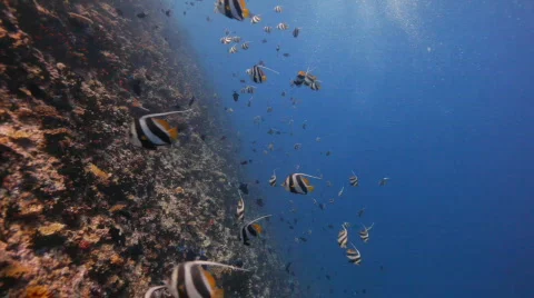 Wimpelfish Stock Footage 680083