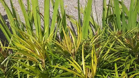 Win blow Stock Footage 288334015