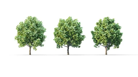 WIND 04-Acer Platanoides SUMMER Stockbeeldmateriaal 310039892