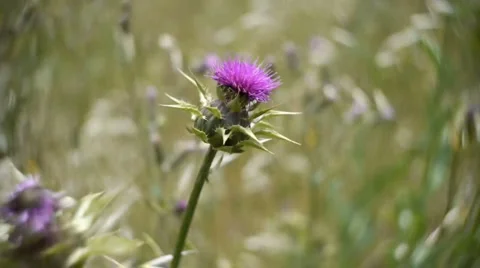 Wind 4. Stock Footage 6138598