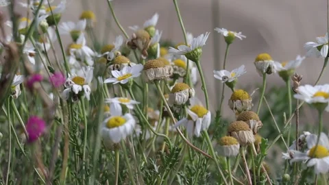 Wind among the flowers Stock Footage 256238055