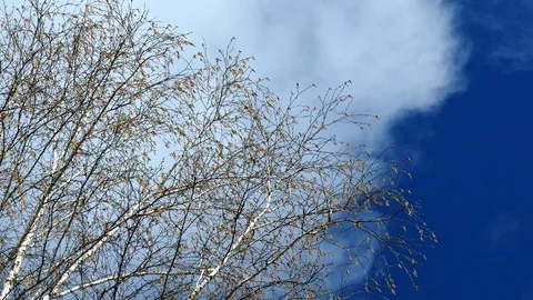 Wind and birch Stock Footage 107104543