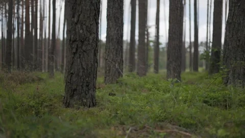 WInd and birds in windy forest with pine coniferous trees 動画素材 276722878