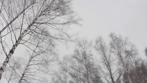 Wind and blizzard among the leafless branches of tall cheeks at the edge of Video stock 146543607
