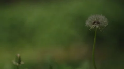 Wind and dance Stock Footage 197674146