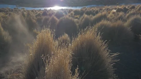 The wind and the dust blow on the bushes of a plain of the Andes, Bolivia Stock Footage 237541559