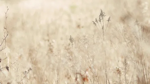 Wind and field Stock Footage 89694972